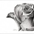 Floral Pencil Drawings When you start with pencil drawing, you may probably try to draw flowers. Here are some examples of floral art which would inspire you to try drawing different flowers. It is often better to start with simple strokes and easy petal patterns before you try something difficult. The sunflower pencil...