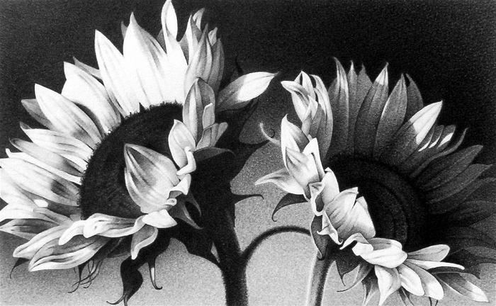 Pencil flowers | delicate drawings – MasterBundles